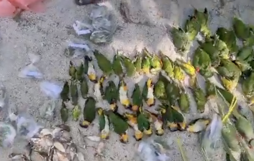 AG inn lafaa dhin goiy kamah bune Raajje ethere kuri gina adhadhehge dhooni maraalaifi