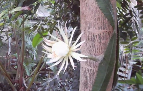 UK gai furathama faharah ''Moon Flower'' eh folhihjje