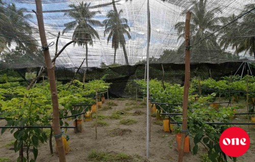 Ukaaalaa kuni beynunkohggen dha'nduverikamah beynunvaa beys Raajjeygai ufahddhanee